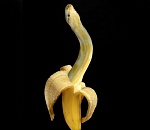 В астраханском супермаркете ребенка укусила змея, прятавшаяся в бананах