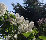 В Астрахани высадили сад из сирени и калины