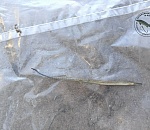 Астраханец показал фото рыбы, которая озадачила многих