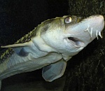 Осетр не смог преодолеть астраханскую границу