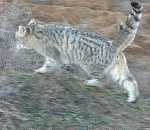 Необычная встреча с редким загадочным зверем произошла в Астраханской области