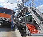 Астраханские зеленые помидоры могут отправиться на корм калмыцким быкам