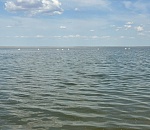 Астраханцы переживают за лебедей на соленом озере