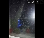 Астраханцев напугало нашествие зелёных мошек