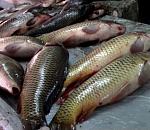 В Астрахани на рынке изъяли 300 килограммов сомнительной рыбы