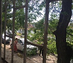 В Астрахани на проезжую часть упало дерево