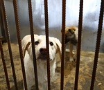 Под Астраханью открылся еще один приют для животных