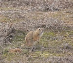 На границе с Астраханской областью проснулись суслики