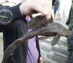 В Волге поймали поразительную и странную рыбу