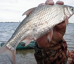 Руслан Пашаев: моратория на вылов воблы пока не будет