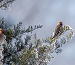 В Астраханский кремль прилетели свиристели