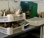 Лещи обернулись для директора астраханской фирмы уголовным делом 