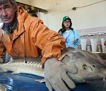 Астраханские школьники узнали, как рождаются и погибают осетры. Часть 2