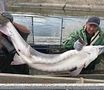 В Астраханской области доят осетров. ПУНКТ-А посмотрел, как это происходит
