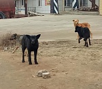 На астраханского фотографа напала стая бродячих собак