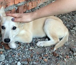 По требованию астраханской прокуратуры заблокирован сайт для живодеров