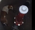 Астраханцы спасли из колодца собаку, которая провела там 4 дня