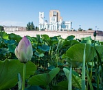 В Астрахани начинается массовое цветение лотосов