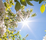 Погода сделает астраханцам на Пасху приятный подарок