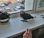 В Астрахани блудный попугай доставил местным жителям хлопот 