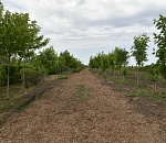 Астраханский питомник в Тополиной роще планируют расширять
