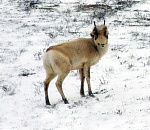 Редчайших краснокнижных животных заметили на севере Астраханской области
