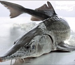 В Астраханской области задержали ОПГ с 5 тоннами осетра и белуги