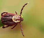 С начала года уже 1200 астраханцев стали жертвами клещей