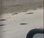 На астраханской трассе прошел рыбный дождь