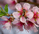  В Астраханском кремле зацвел миндаль