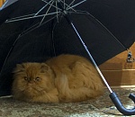 Подожди-дожди-дожди завтра ожидаются в Астрахани