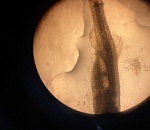 В Астраханской области размножается новый вид рыб