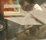 Астраханцы сообщают о водителе-живодере, который продержал собаку всю ночь в машине