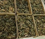 Астраханская полиция остановила машину с 214 кг живых раков без сопроводительных документов