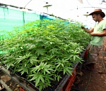 Астраханец выращивал коноплю в теплице, оборудованной на чердаке