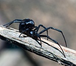 Каракурты покусали 14 астраханцев