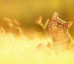 В среду в Астрахань вернется жара