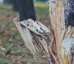 В Астрахани авто врезалось в дерево из-за взорвавшегося колеса