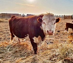 Астраханские фермеры развивают животноводство с помощью нацпроекта