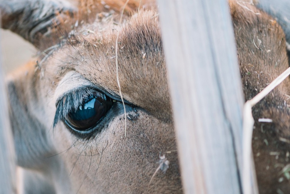 Карантин по опасной болезни введен под Астраханью