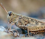 Нашествия саранчи в Астраханской области не ожидается