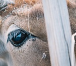 Карантин по опасной болезни введен под Астраханью