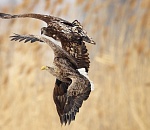 Записки астраханского натуралиста. Об орланах – с Евгением Полонским