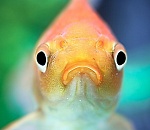 В Астраханской области искали и нашли некачественную рыбу