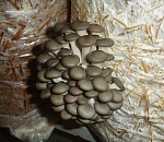 Сергей Морозов похвалил грибы астраханских фермеров