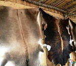 В Астраханской области не пропустили 40 тонн коровьих шкур из Казахстана