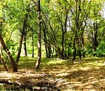 Ограничение пребывания в астраханских лесах продлили до 23 октября