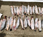 Началось: приезжие рыбаки пытаются вывозить из Астраханской области пойманных раков и воблу