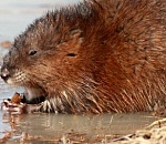 В Астрахани бешеная ондатра напала на семью