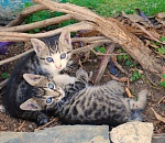 В Астрахани непроданных домашних животных с птичьего рынка убивают